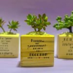 Дрвен сад со растение